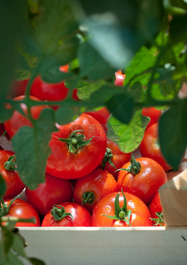 成熟的西红柿准备采摘图片