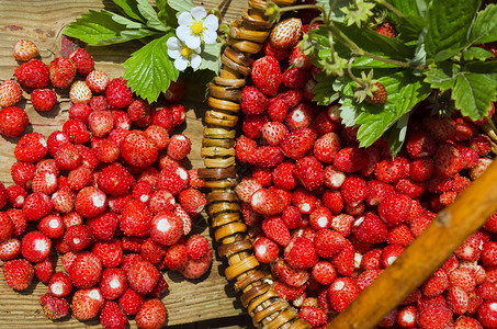 红草莓或野草莓野草莓新鲜野草莓篮图片