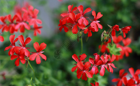 室外红色天竺葵花瓣特写图片