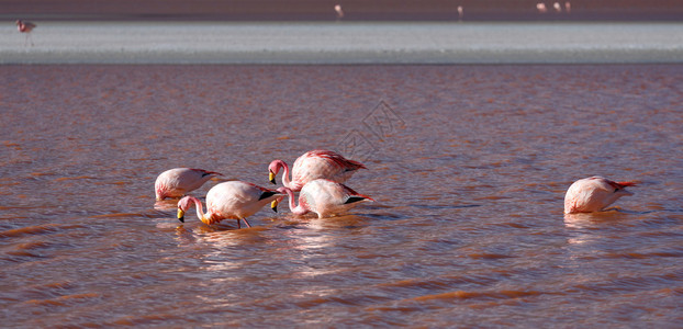 玻利维亚高原科罗拉多州泻湖中的粉红色火烈鸟图片