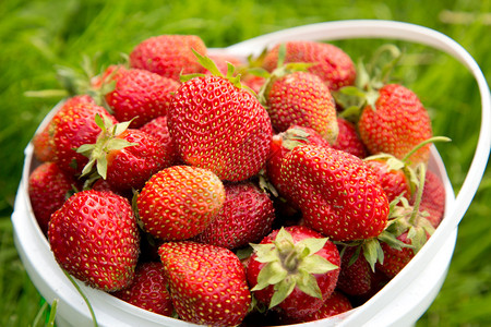 成熟的草莓在草地上的篮子里图片