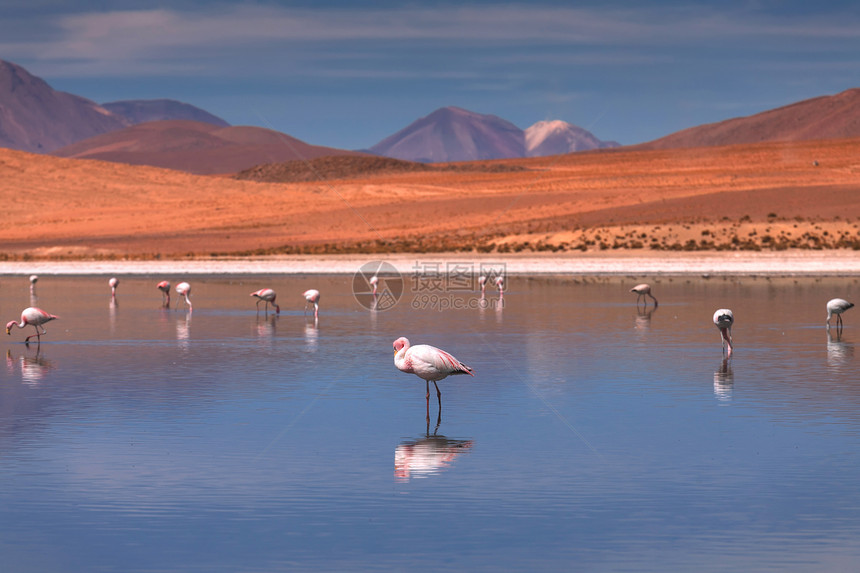 玻利维亚高原科罗拉多州泻湖中的粉红色火烈鸟图片