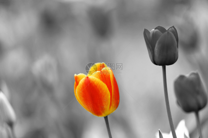 黑白花园中的彩色郁金香图片