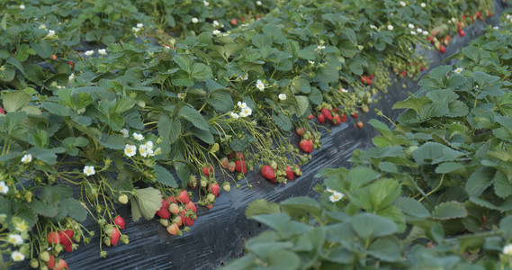 新鲜草莓农场关闭图片