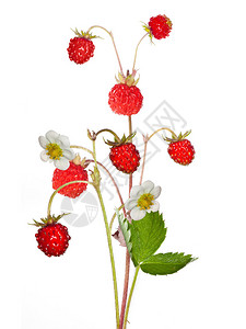 野草莓有浆果和花朵在白图片