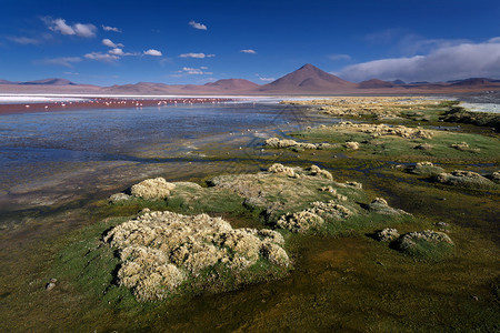 玻利维亚阿尔提平原图片