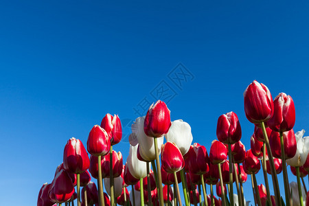 明亮的红色和白色郁金香花图片