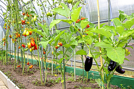 生长在温室里的西红柿和茄子图片