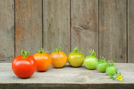 红番茄的进化果实的成熟过程发育阶段图片