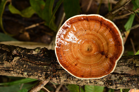 热带雨林中的蘑菇图片