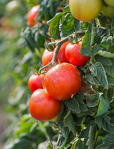 在温室里种植西红柿图片