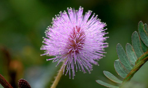 敏感植物花朵mimosap图片