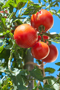 菜园里的生长番茄图片