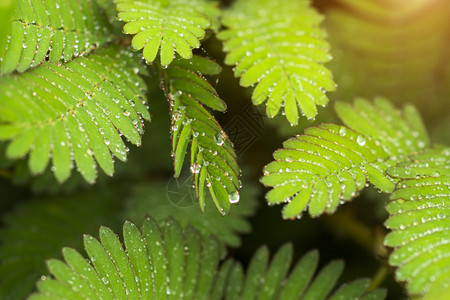 敏感植物和水滴mimosap图片