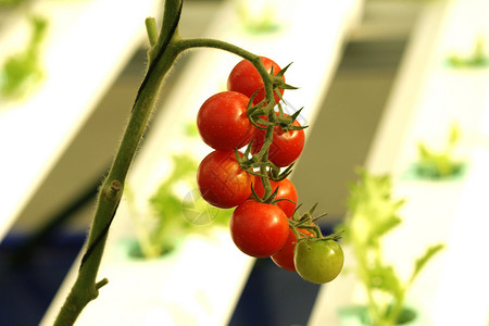 番茄种植图片