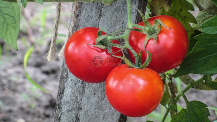 新鲜成熟的红番茄和一些尚未成熟的番茄挂在花园里图片