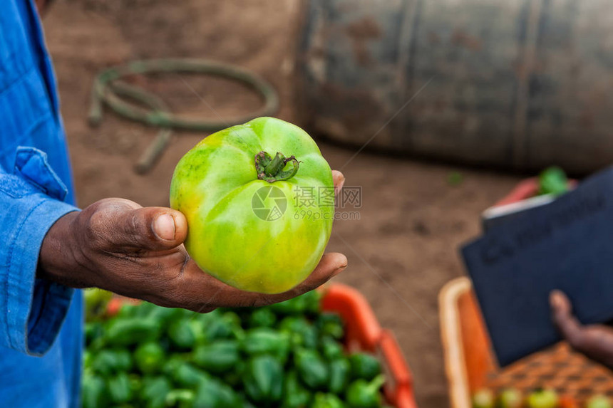 非洲农民手拿着绿色番茄图片