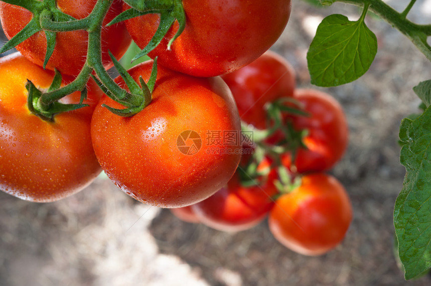 温室中生长红番茄图片