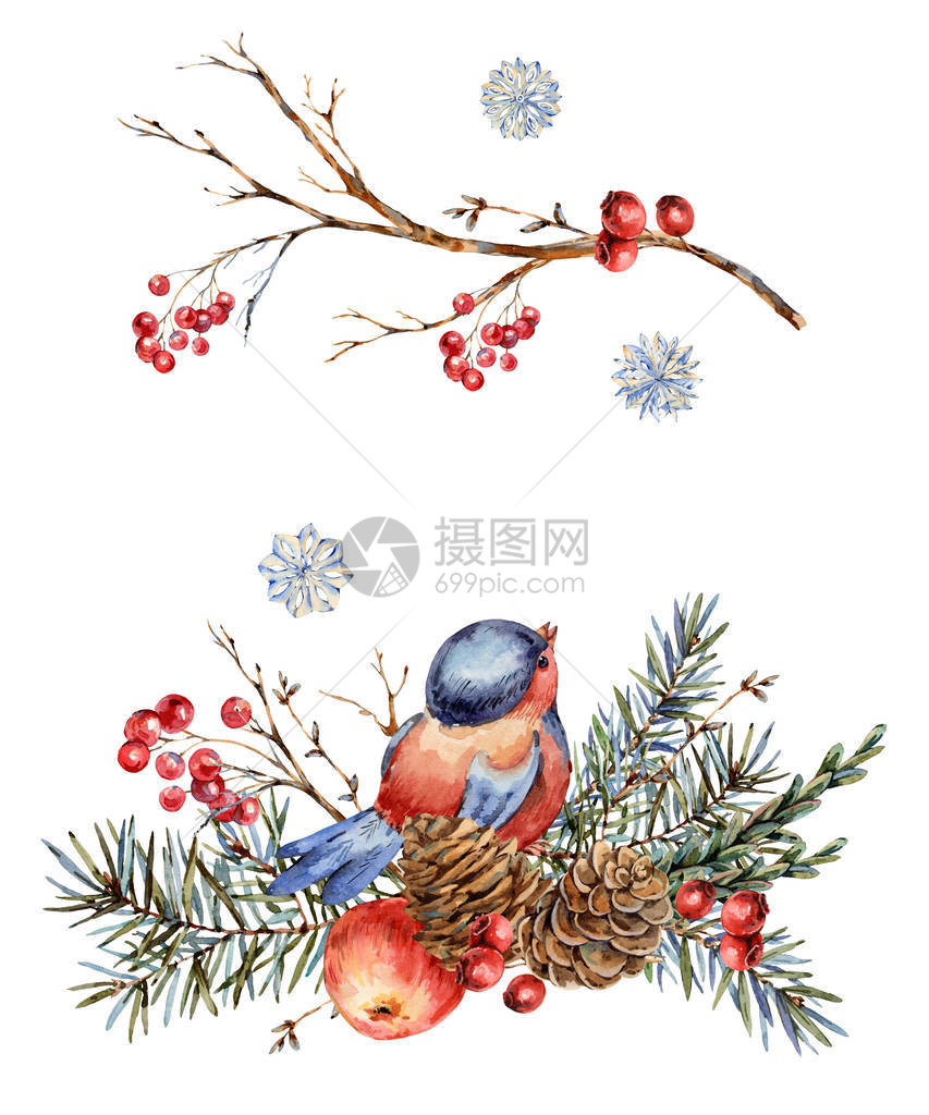 冷杉树枝红苹果浆果松果冬鸟的水彩圣诞天然贺卡图片