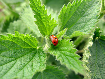 鸟Coccinellidae包括多种类的昆虫背景图片