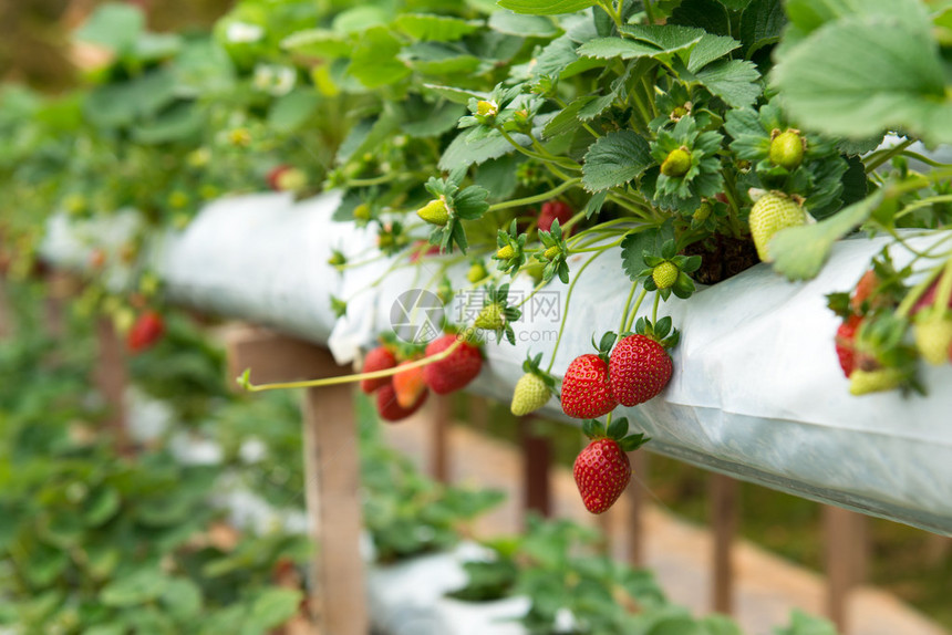 生长在温室中的有机草莓植物图片