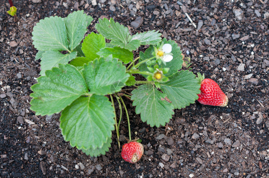 用草莓详细说明植物图片