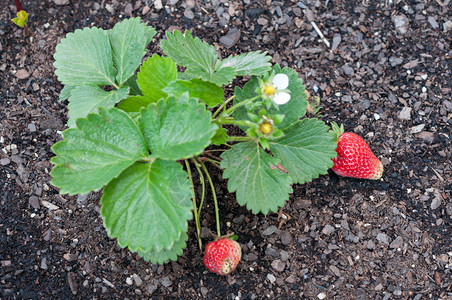 用草莓详细说明植物背景图片