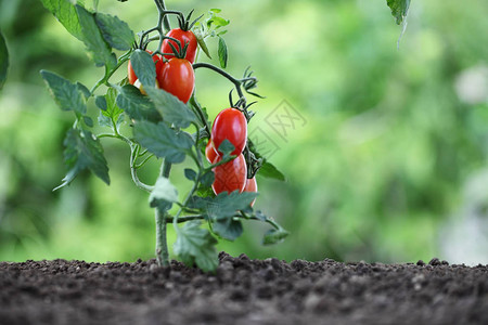 菜园里植物上的樱桃番茄图片
