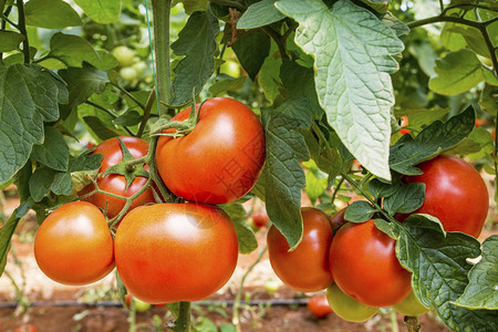 温室里的西红柿图片