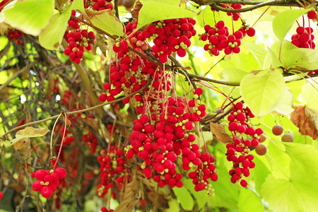 花园里红熟五味子的枝条图片