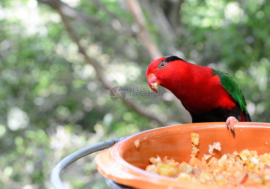 红鹦鹉坐在喂食器上图片