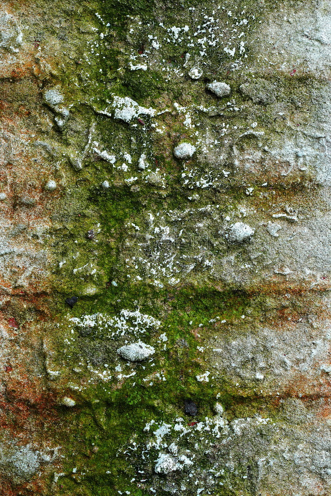 旧grunge砖墙与石膏和苔藓图片