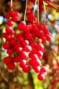 花园里红熟五味子的枝条背景图片