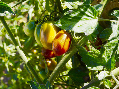 花园里的梨番茄植物图片