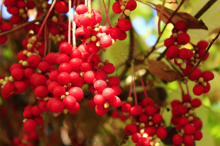 花园里红熟五味子的枝条背景图片