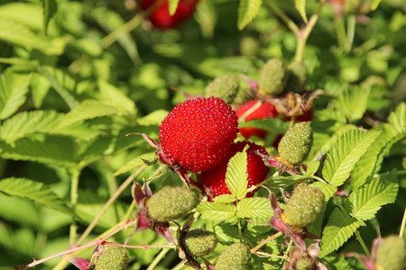 玫瑰莓或rubusrosifolius草莓图片