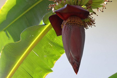 树上香蕉花芽热带图片