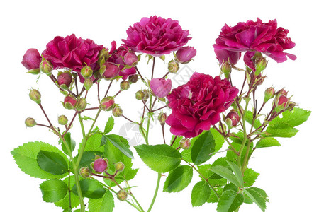 粉红新鲜花园玫瑰花带芽和离开图片