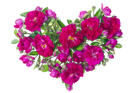 粉红新鲜花园玫瑰花和鲜芽使图片