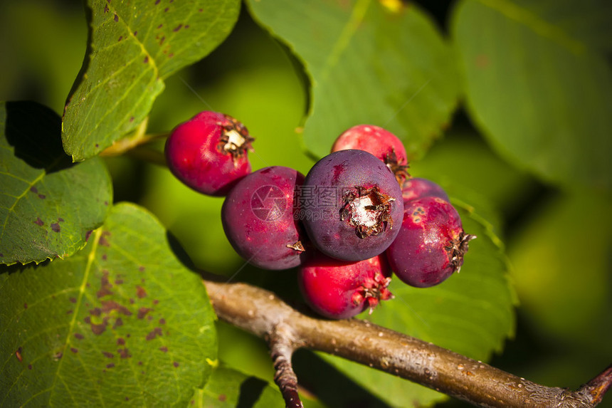 萨斯莓果服务莓沙维斯莓或朱奈贝利是一块灌木丛图片