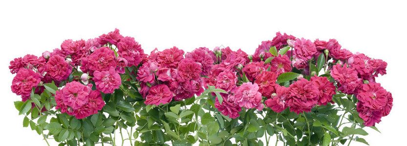 孤立的粉红色花园玫瑰边框拼贴画背景图片