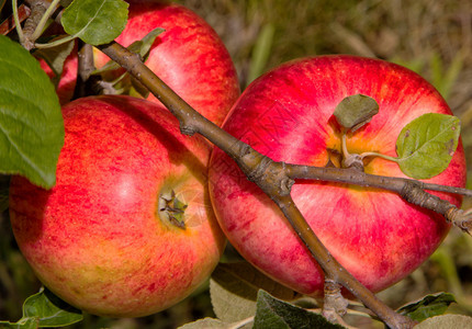 苹果的收获时间是夏末和秋天图片
