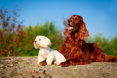 塞特犬和马耳他犬图片