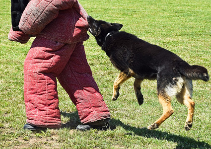 训犬师训练中的德国牧羊犬背景