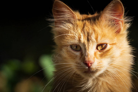 小的红色小猫户外肖像图片
