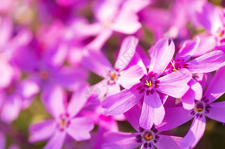 福禄考szydlasty与粉红色的花朵图片