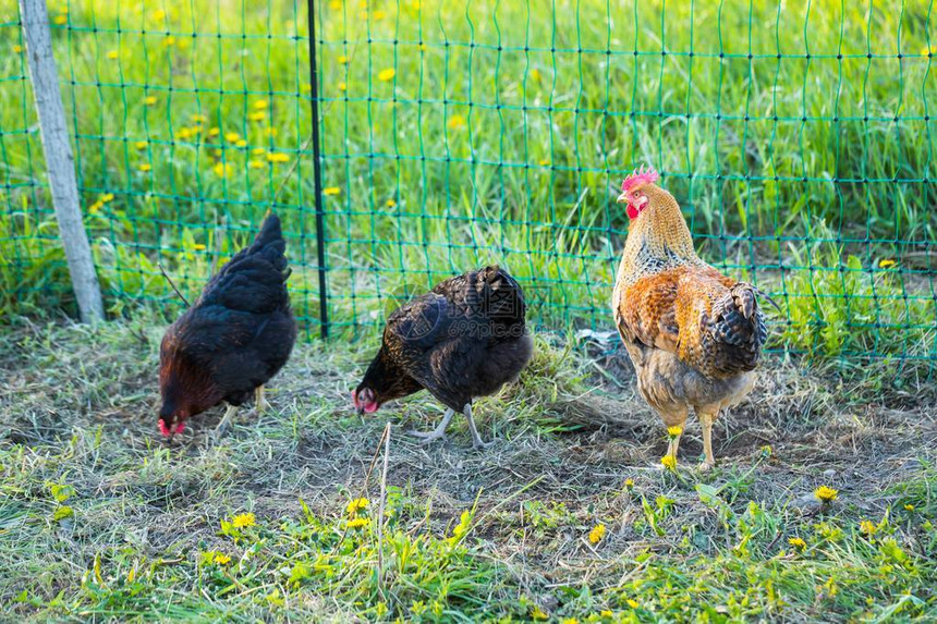 农场的鸡群聚集在草地上美图片
