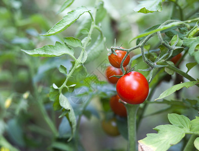 花园新鲜西红柿图片