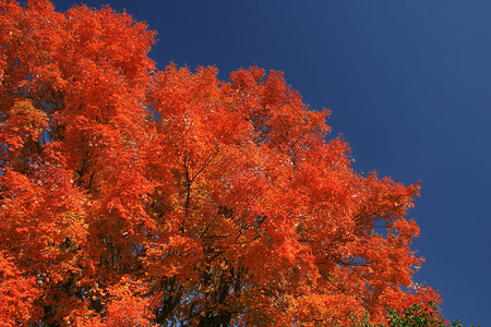 秋天火红的树图片