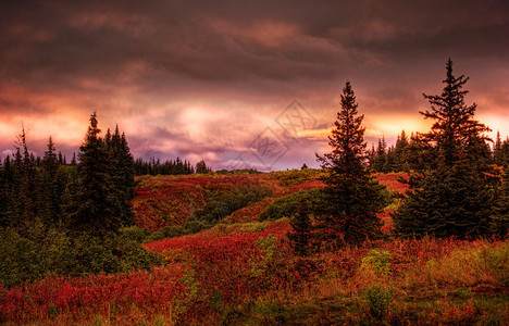 在阿拉斯加农村秋天落日树苗和红火草图片